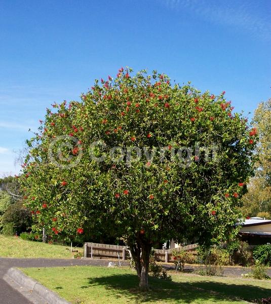 Red blooms; Evergreen