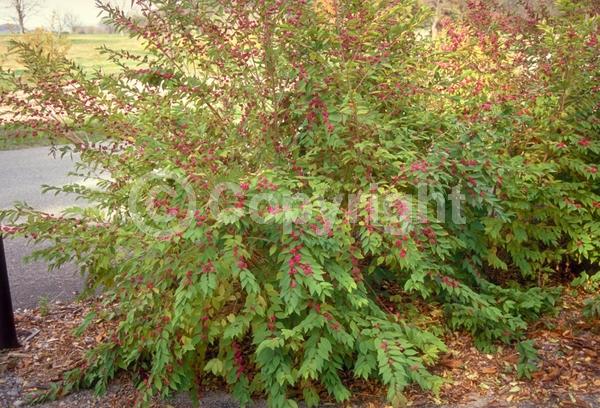 Pink blooms; Lavender blooms; Deciduous; Broadleaf