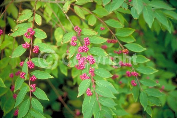 Pink blooms; Lavender blooms; Deciduous; Broadleaf