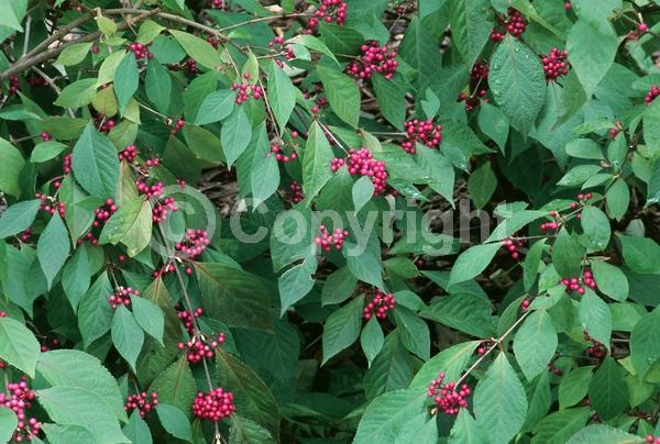 Pink blooms; Lavender blooms; Deciduous; Broadleaf