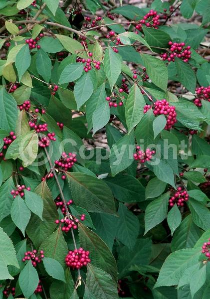 Pink blooms; Lavender blooms; Deciduous; Broadleaf