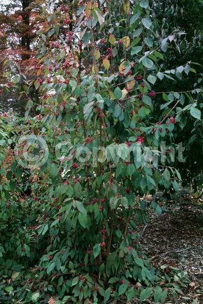 Pink blooms; Lavender blooms; Deciduous; Broadleaf