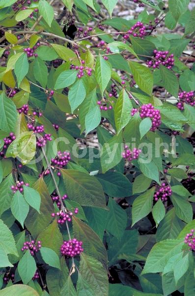 Pink blooms; Lavender blooms; Deciduous; Broadleaf