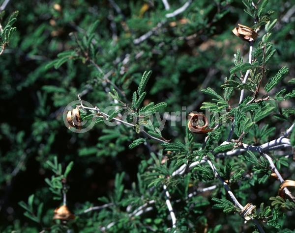 White blooms; Pink blooms; Semi-evergreen; North American Native