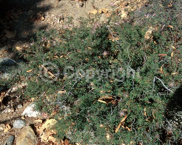 White blooms; Pink blooms; Semi-evergreen; North American Native