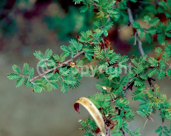 White blooms; Pink blooms; Semi-evergreen; North American Native