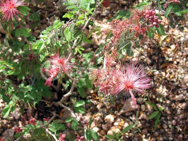 White blooms; Pink blooms; Semi-evergreen; North American Native
