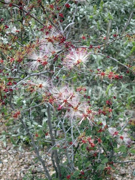 White blooms; Pink blooms; Semi-evergreen; North American Native