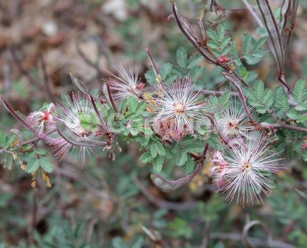 White blooms; Pink blooms; Semi-evergreen; North American Native