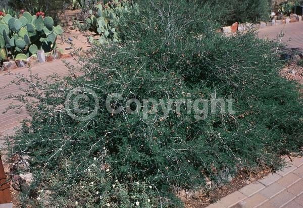 White blooms; Pink blooms; Semi-evergreen; North American Native