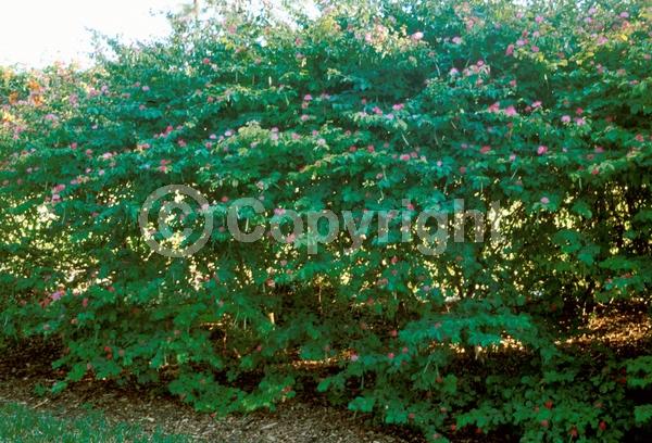 Red blooms; White blooms; Pink blooms; Evergreen; Needles or needle-like leaf