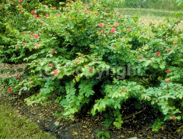 Red blooms; White blooms; Pink blooms; Evergreen; Needles or needle-like leaf