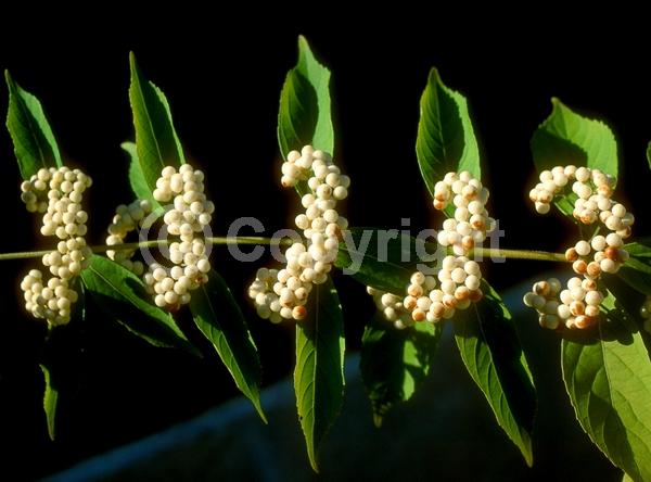 Lavender blooms; Deciduous; Broadleaf