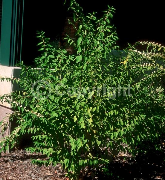 Lavender blooms; Deciduous; Broadleaf