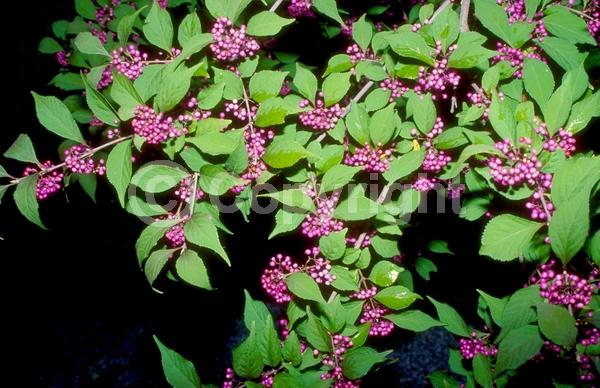 Lavender blooms; Deciduous; Broadleaf