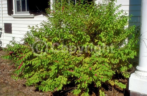 Lavender blooms; Deciduous; Broadleaf