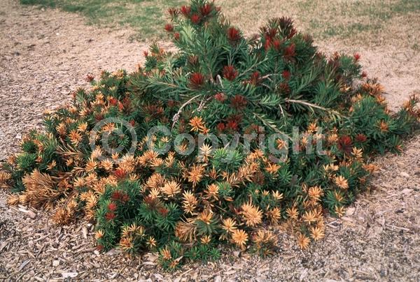 Red blooms; Evergreen