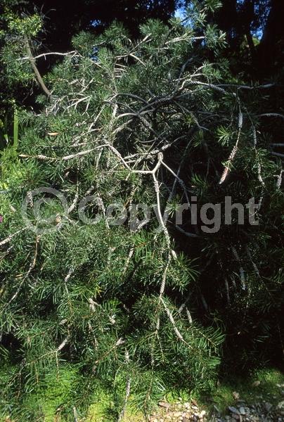 Red blooms; Evergreen; Broadleaf