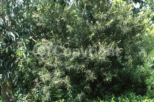 Red blooms; Evergreen; Broadleaf