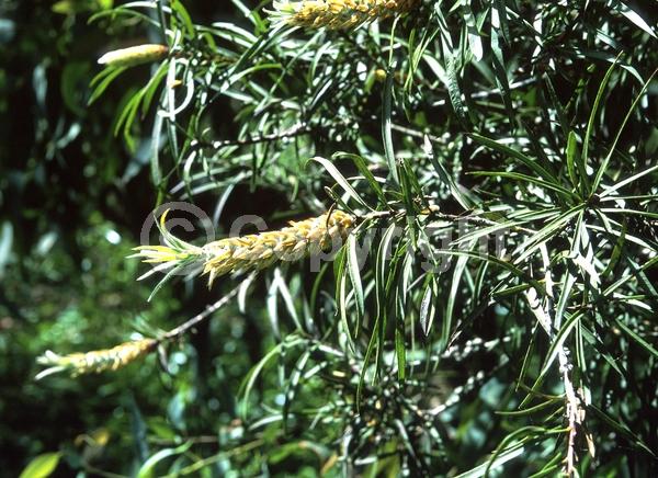 Red blooms; Evergreen; Broadleaf