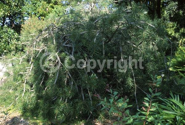 Red blooms; Evergreen; Broadleaf