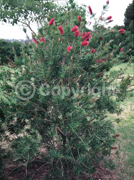 Pink blooms; Evergreen