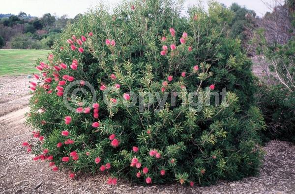 Pink blooms; Evergreen