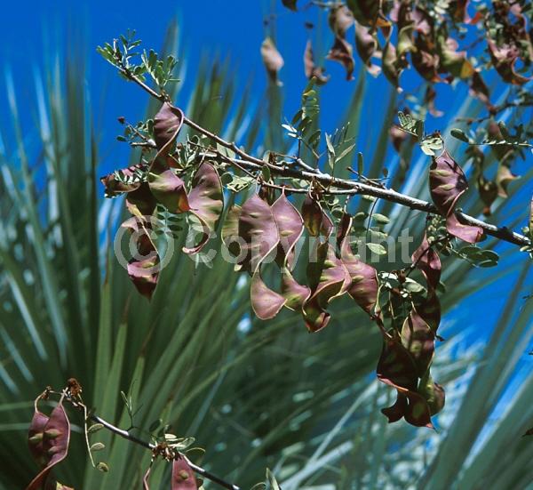Pink blooms; Evergreen; Needles or needle-like leaf