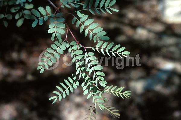 Pink blooms; Evergreen; Needles or needle-like leaf