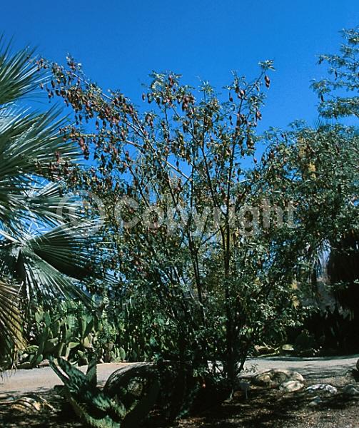 Pink blooms; Evergreen; Needles or needle-like leaf