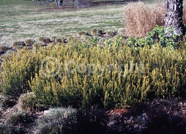 Red blooms; Purple blooms; Pink blooms; Evergreen