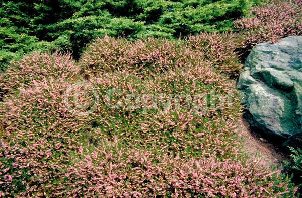 Pink blooms; Evergreen; Needles or needle-like leaf