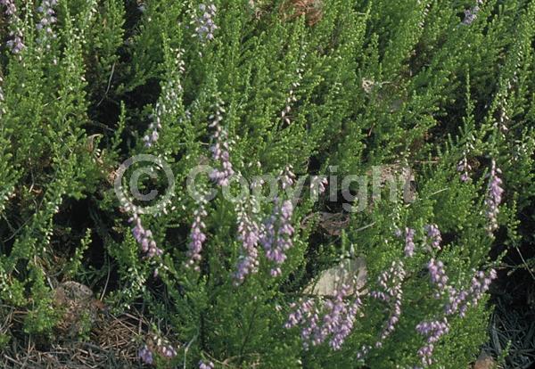 Pink blooms; Evergreen