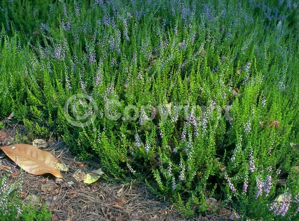 Pink blooms; Evergreen
