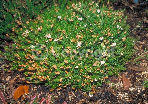 White blooms; Evergreen
