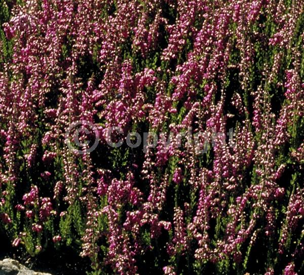 Pink blooms; Evergreen