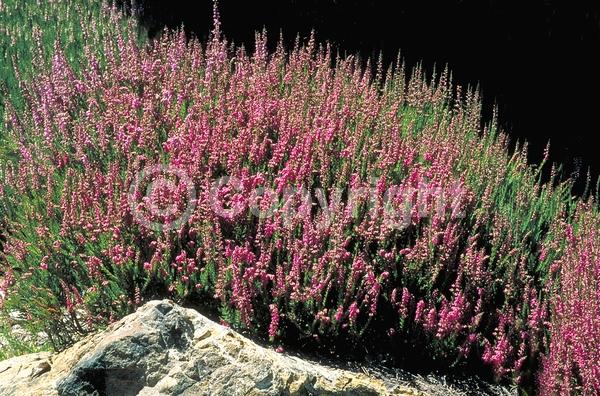 Pink blooms; Evergreen