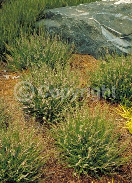 Pink blooms; Evergreen