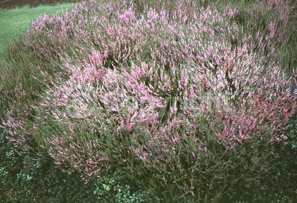 Red blooms; Purple blooms; Pink blooms; Evergreen