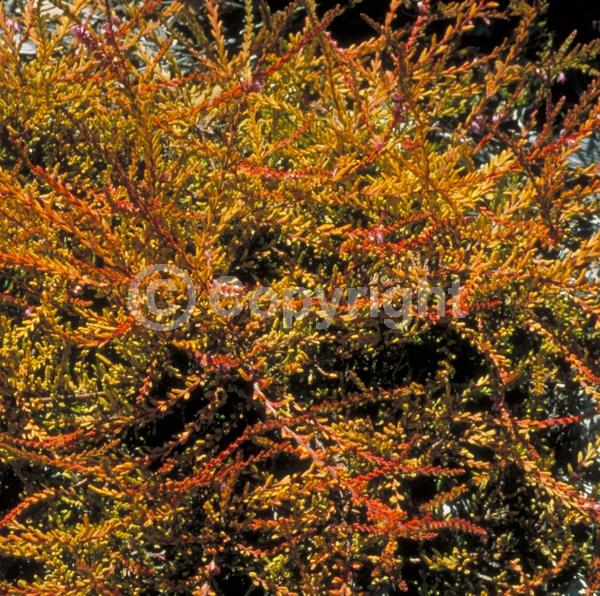 Pink blooms; Evergreen