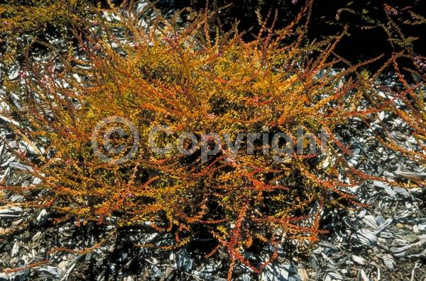 Pink blooms; Evergreen