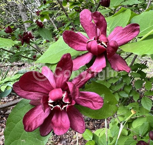 Red blooms; Deciduous; Broadleaf