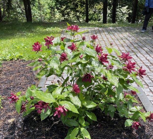 Red blooms; Deciduous; Broadleaf