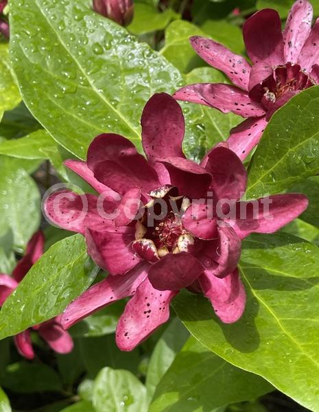 Red blooms; Deciduous; Broadleaf
