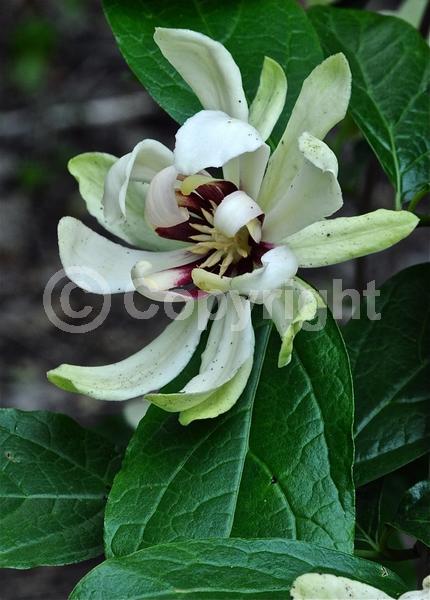 White blooms; Deciduous; Broadleaf; 