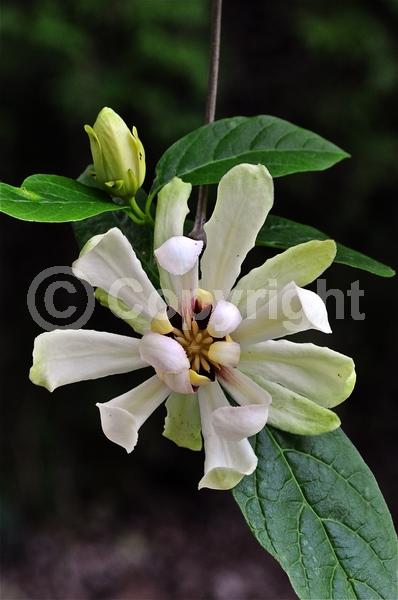 White blooms; Deciduous; Broadleaf; 