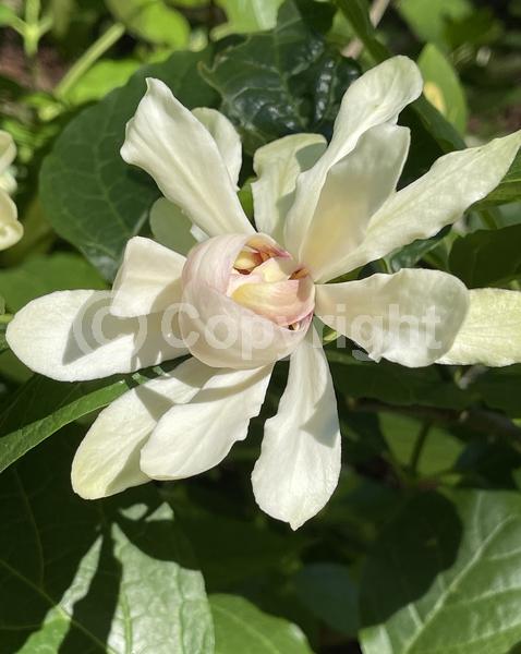 White blooms; Deciduous; Broadleaf; 