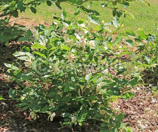 White blooms; Deciduous; Broadleaf; 