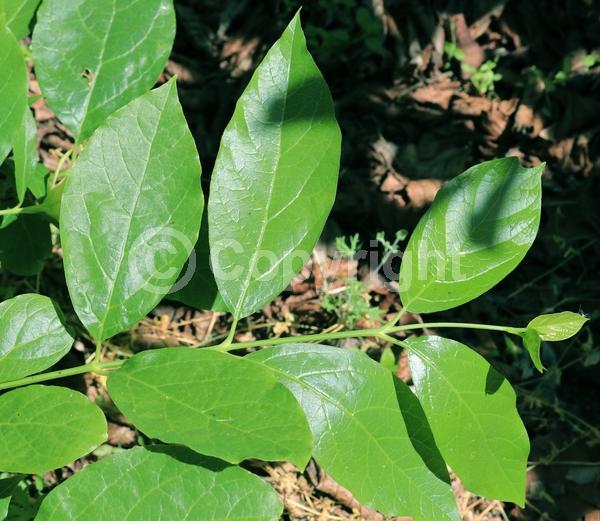 White blooms; Deciduous; Broadleaf; 