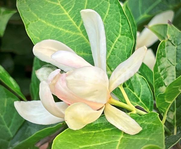 White blooms; Deciduous; Broadleaf